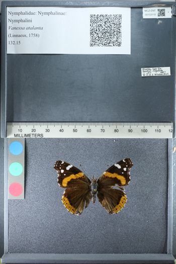 Media type: image;   Entomology 153110